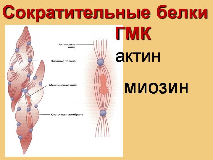 Актин и миозин рисунок