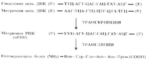 Матричная цепь. Матричная и смысловая цепь ДНК.