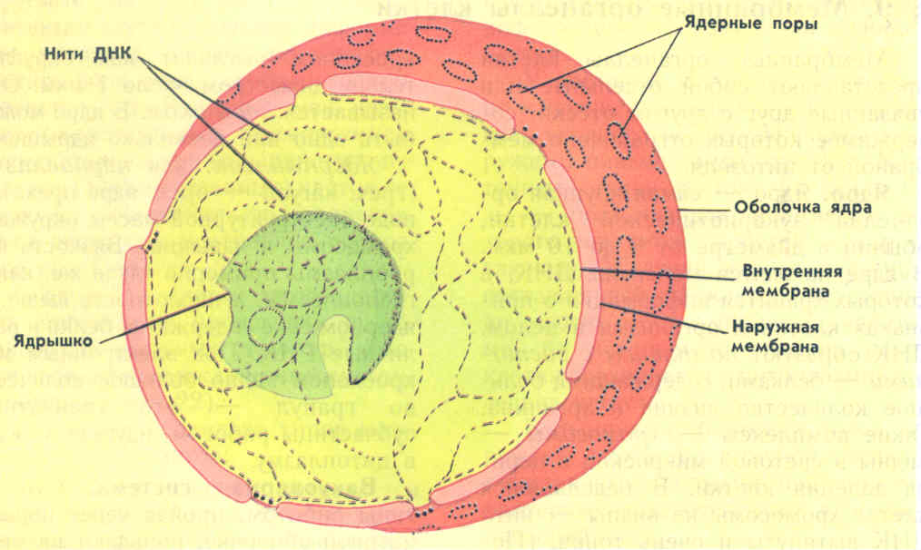 Клетки имеющие два ядра. Строение ядра растительной клетки. Ядрышко строение рисунок. Строение ядра клетки рисунок. Схема строения ядра животной клетки.