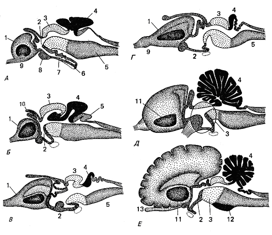 Таблица эволюции головного мозга. Филогенез головного мозга хордовых. Строение головного мозга хордовых. Эволюция висцерального черепа позвоночных. Филогенез нервной системы птиц.