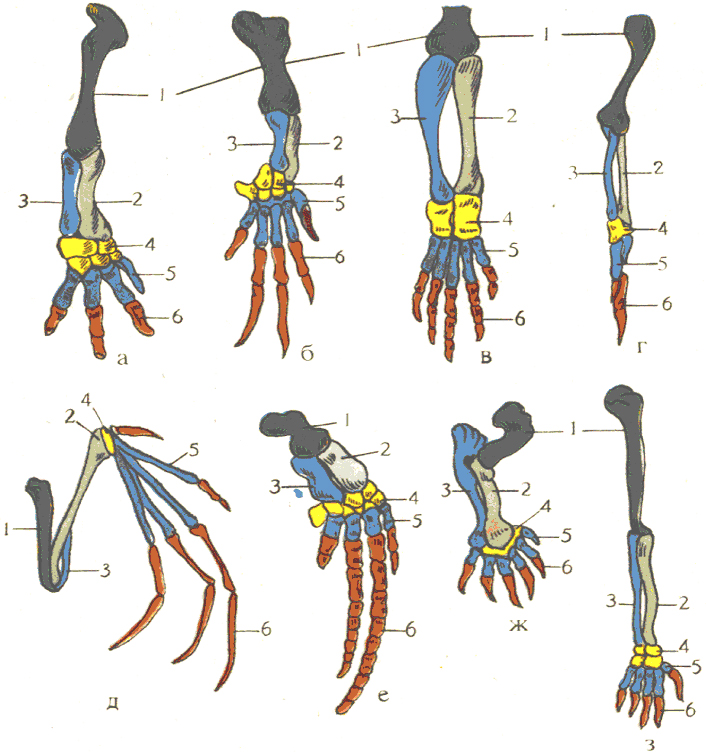 Появление в процессе эволюции пятипалых конечностей. Гомология скелета передней конечности позвоночных. Гомология скелета передней конечности человека. Строение скелета передних конечностей позвоночных. Гомология передних конечностей.