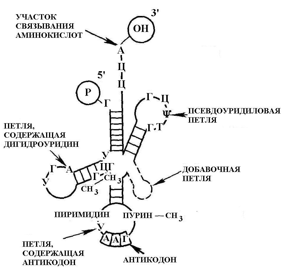 Рнк мл. Строение ТРНК Центральная петля. Структура, функции транспортных РНК. Строение транспортной РНК биохимия. Т РНК строение и функции.