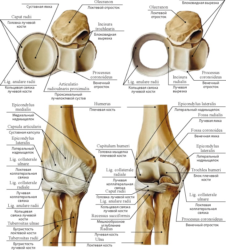 Задний мыщелок. Анатомия локтевого сустава анатомия. Локтевой сустав костная анатомия строение. Связки локтевого сустава анатомия. Локтевой сустав анатомия суставная капсула.