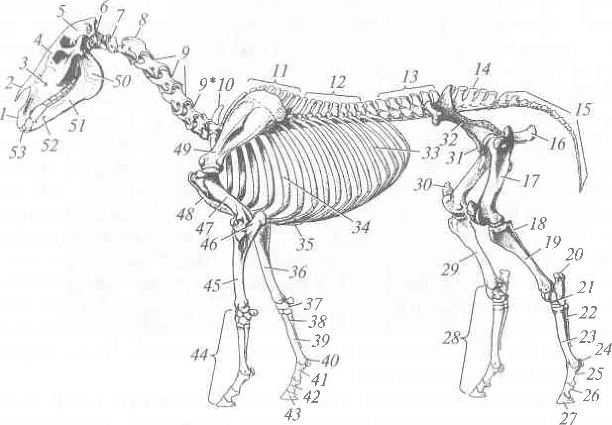 Скелет хвоста. Осевой скелет лошади анатомия. Скелет лошади анатомия Маклок. Скелет тазовой конечности овцы. Скелет грудной конечности лошади.
