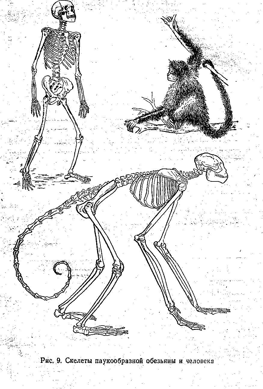Шимпанзе передняя конечность. Строение скелета шимпанзе. Скелет шимпанзе и человека. Строение скелета обезьяны. Строение шимпанзе.
