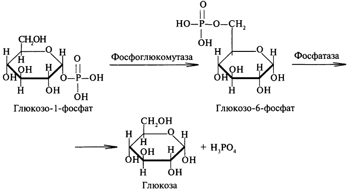Фосфатаза реакции. Глюкозо 6 фосфатаза катализирует превращение. Гликоген в глюкозо 1 фосфат. Глюкозо 6 фосфатаза катализирует. Глюкозо-6-фосфатаза формула.