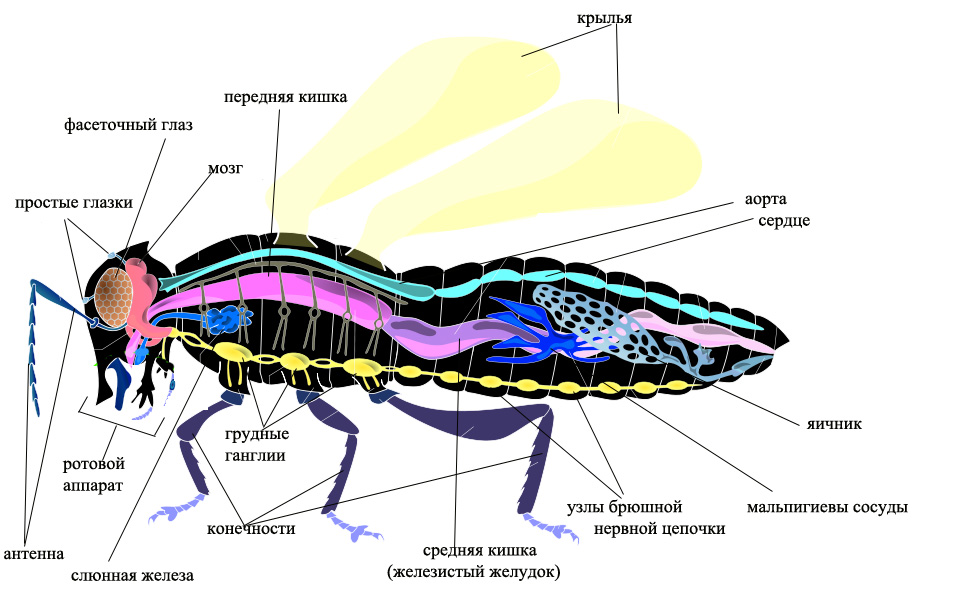 Какие системы у насекомых. Строение выделительной системы насекомых. Внутреннее строение насекомых кровеносная система. Внутреннее строение насекомых пищеварительная система. Система органов насекомых органы нервная.