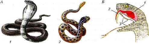 Змеи биология 7 класс. Строение ядовитых змей. Ядовитые змеи биология. Неядовитые змеи представители. Змея строение головы.