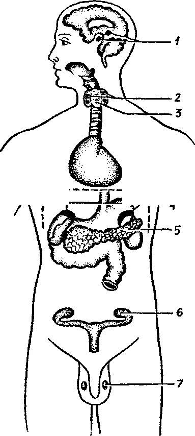 Какая эндокринная железа изображена на рисунке. Железы внутренней секреции человека рисунок. Эндокринные железы в теле человека. Положение эндокринных желез в теле человека. Эндокринные железы в теле человека рисунок.