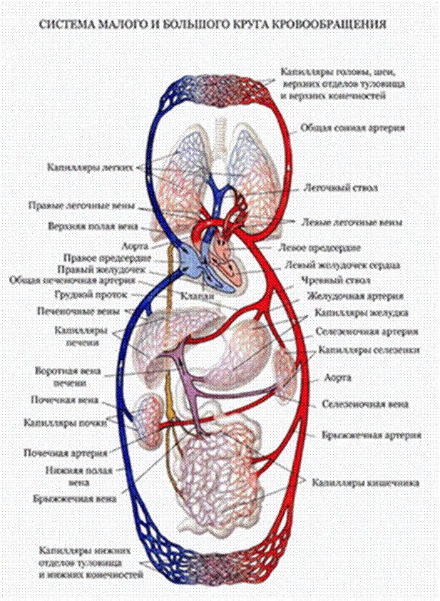 4 круга кровообращения у человека. Большой и малый круги кровообращения у человека анатомия. Сосуды малого круга кровообращения анатомия схема. Большой круг кровообращения анатомия схема. Круги кровообращения сердца человека малый и большой.