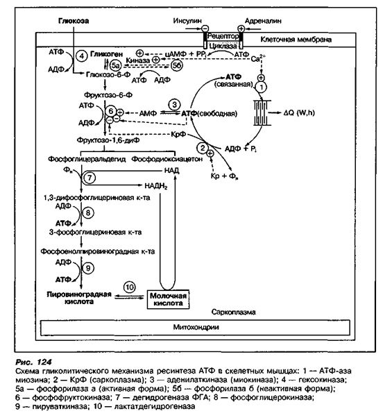 Ведущий механизм синтеза атф. Ресинтез АТФ схема. Аэробный путь ресинтеза АТФ схема. Гликолитический путь ресинтеза АТФ схема. Ресинтез АТФ В мышцах схема.