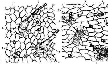 Микроскопический анализ лекарственного растительного. Микроскопия листа наперстянки пурпурной. Микропрепарат листа сенны. Листья сенны микроскопия. Семена строфанта микроскопия.