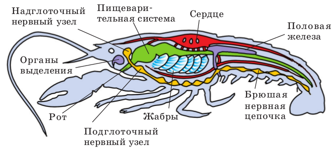 Рак внутренних органов