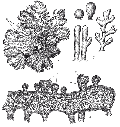 Микроскопом лишайник