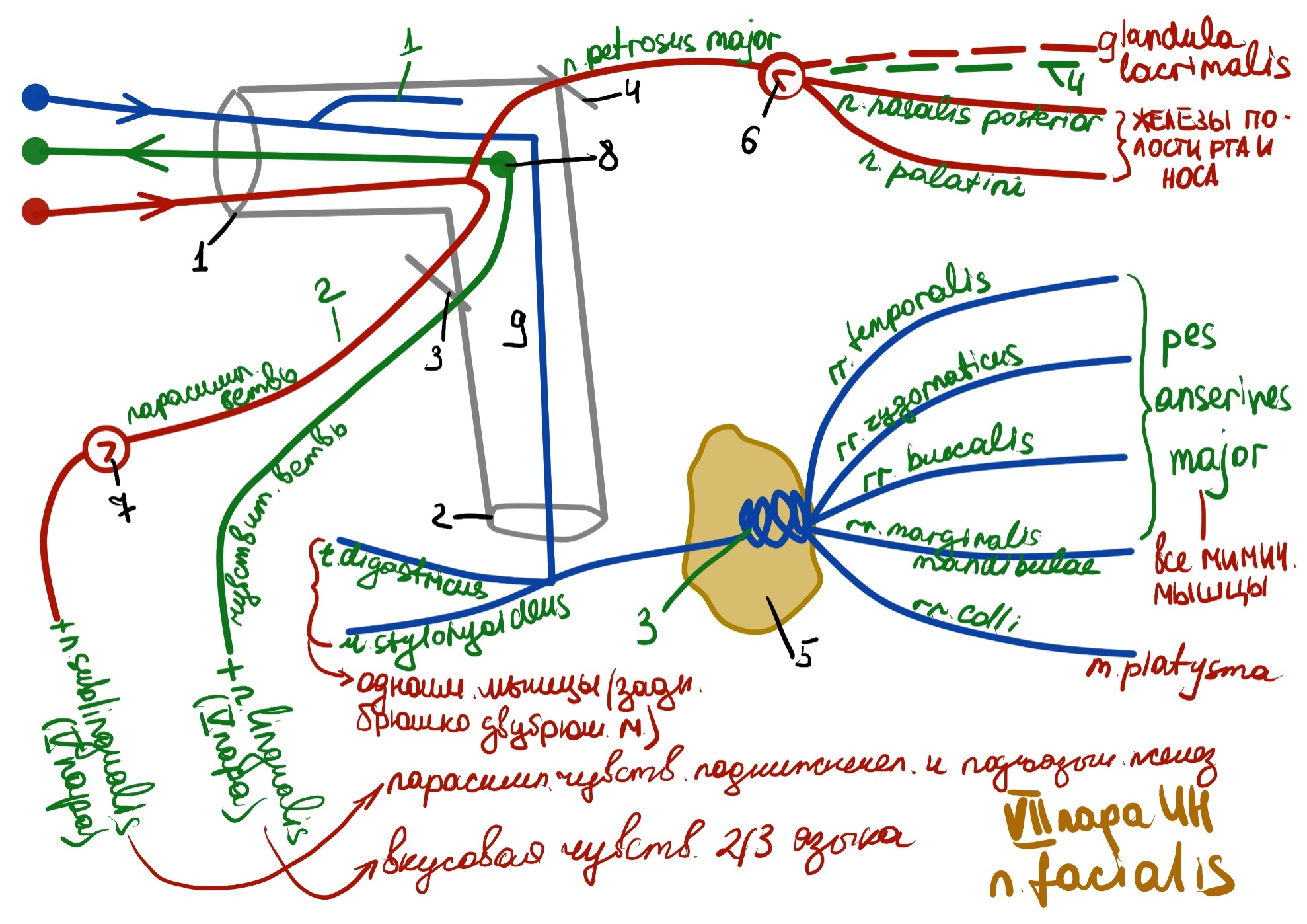 Черепные нервы схема. Схема 5 пары черепных нервов. 5 Пара черепных нервов схема. Тройничный нерв схема. Схема 11 пары черепных нервов.