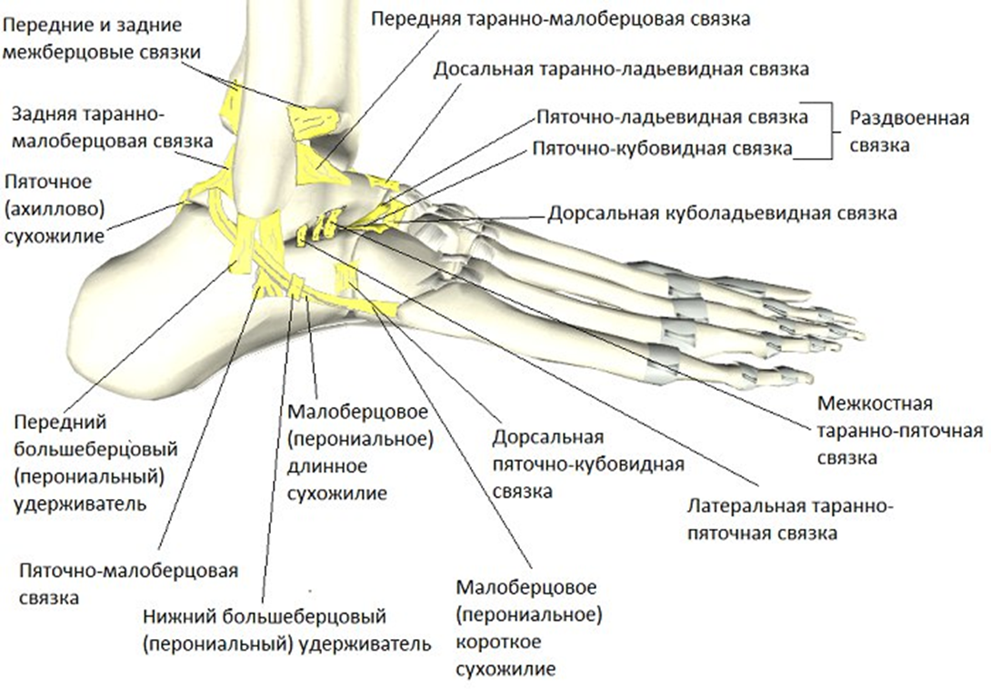Голеностопный сустав является. Задняя таранно-малоберцовая связка анатомия. Передняя и задняя таранно малоберцовая связка. Передняя таранная малоберцевая связка. Передняя таранно-малоберцовая связка анатомия.