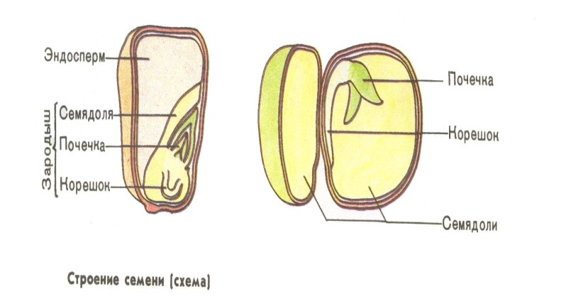 Семядоля гороха. Части зерновки кукурузы и семени фасоли. Строение семени зерновки кукурузы. Части семени зерновки схема. Строение семян рис 27.