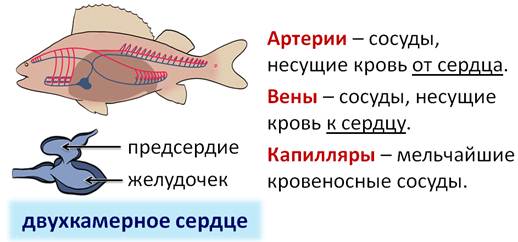 Какое сердце имеет рыбы. Пищеварительная система рыбы рисунок. Органы пищеварения рыб. Функции пищеварительной системы у рыб. Какая кровь в сердце у рыб.