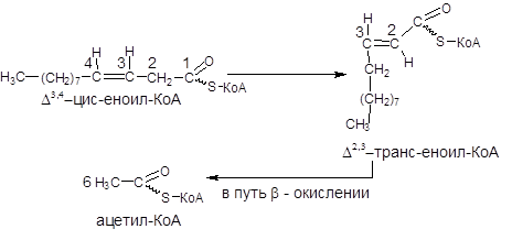 Окисление олеиновой кислоты АТФ. Бета окисление олеиновой кислоты. Бутирил КОА-еноил КОА. Еноил КОА формула. Коа лак