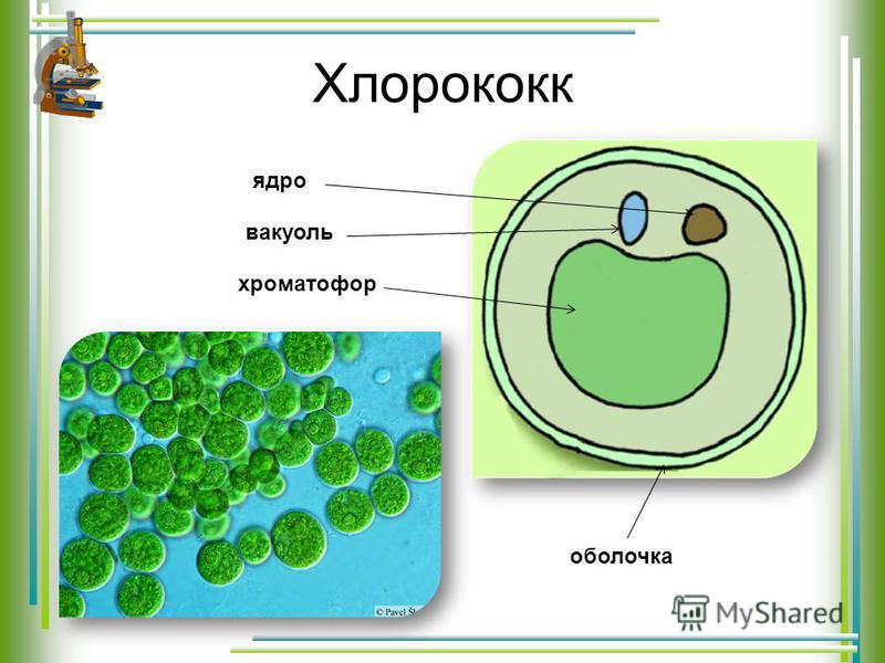 Развитие одноклеточных водорослей. Хлорелла и хлорококк. Одноклеточные водоросли хлорококк. Хлорелла водоросль строение. Хлорелла плеврококк.