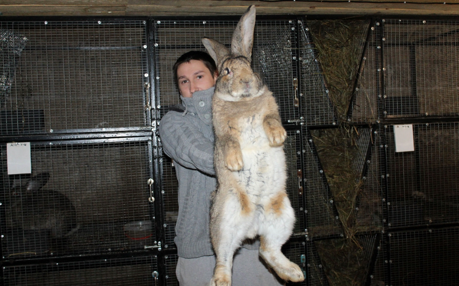 Лучшие породы кроликов на мясо. Клетки для кроликов великанов фландров. Кролик великан 30 кг. Мясные кролики великаны. Мясная порода кроликов великанов.