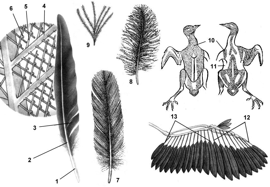 Строение перьев у птиц
