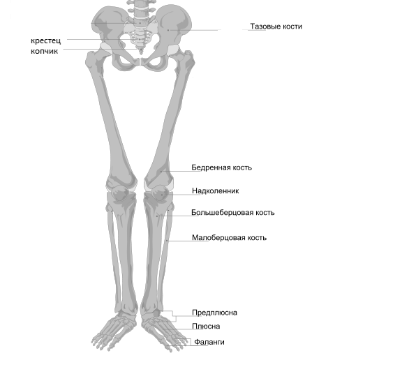 Сколько костей в бедре. Тазовая кость и бедренная кости. Анатомия кости таза и бедренной кости. Кости таза бедренная кость. Бедренная кость соединена с тазом.