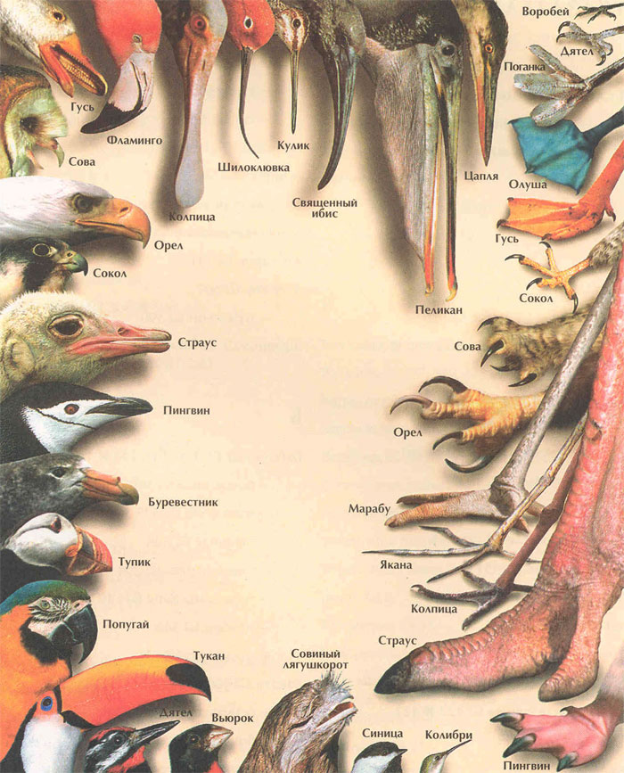 Части клюва птиц. Клювы и лапы птиц. Строение ноги птицы. Разнообразие клювов и лап птиц. Ноги у птиц анатомия.
