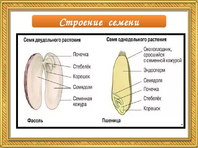 Внешнее и внутреннее строение семени конопля славянский