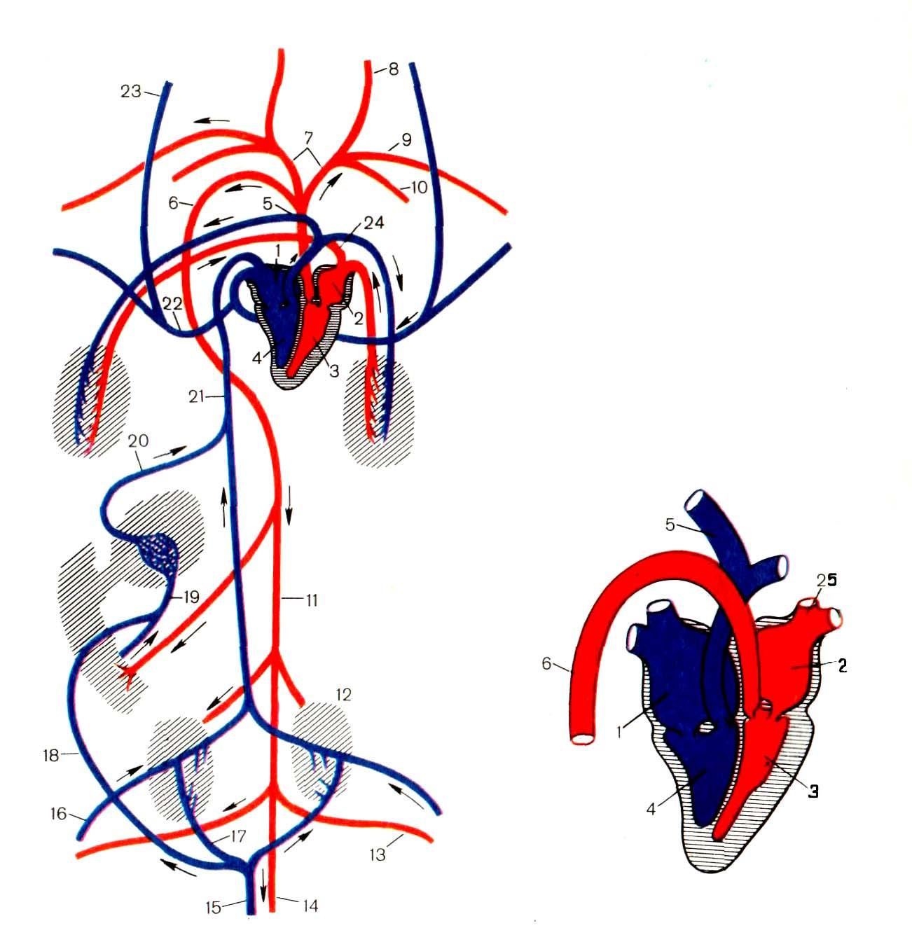 Схема кровообращения птиц. Схема строения кровеносной системы птиц. Строение сердца и кровеносной системы птиц. Схема строения сердца и кровеносной системы птиц. Кровеносная система птицы анатомия.