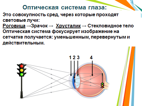 Перечислите оптические среды глаза. Оптическая система глаза. Оптические среды глаза проводящие. Методы исследования оптических сред глаза. Изображение на сетчатке получается перевернутым и уменьшенным.