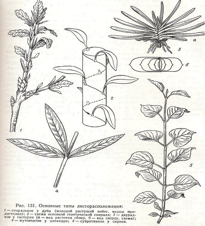 Подсолнечник жизненная форма тип соцветия листорасположение