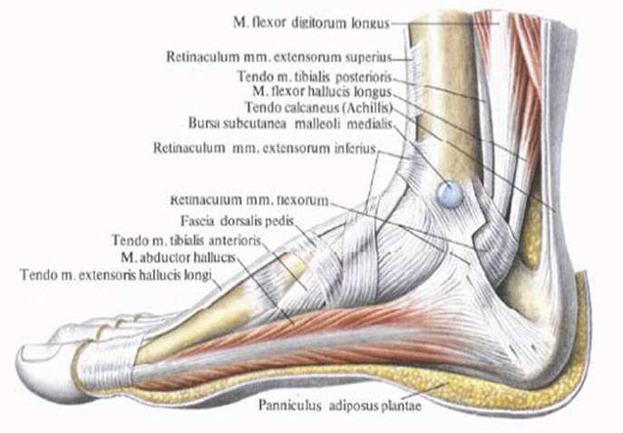 Foot muscle. Стопа анатомия строение сухожилия и мышцы. Стопа анатомия мышцы связки фасции. Голеностопный сустав сухожилия анатомия строение. Анатомия стопы связки и сухожилия.
