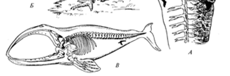 Задние конечности питона. Скелет кита рудименты. Рудименты конечностей у змей. Рудименты тазового пояса кита. Рудименты задних конечностей у питона.