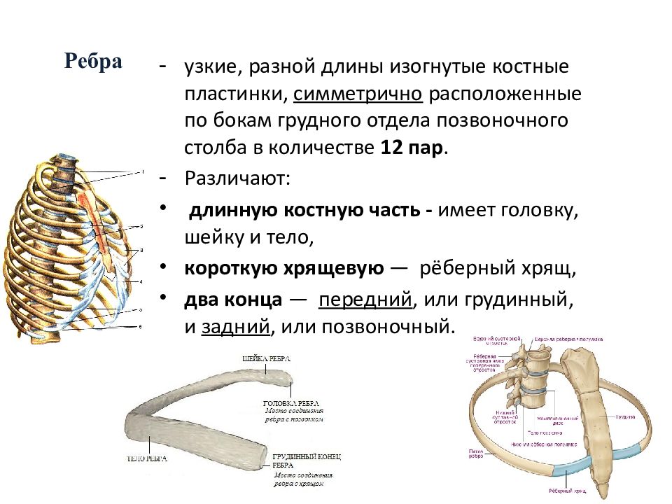 Ребро отдел скелета. 1 Ребро анатомия строение. Строение костного ребра. Ребра вид сбоку анатомия.