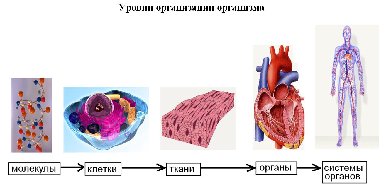 Уровень организации тела. Клетка уровни организации организма человека. Ткани органы и системы органов. Клетка ткань орган. Клетки и ткани организма.