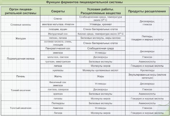 Ферменты пищеварительной системы