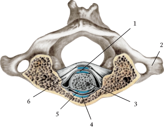 Соединения между затылочной костью. Соединение Атланта с зубом осевого позвонка вид сверху. Связки и суставы Атланта и осевого позвонка. Атлантоосевой сустав связки. Поперечная связка Атланта анатомия.