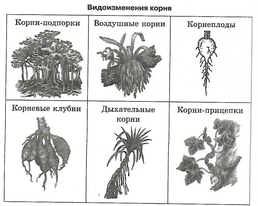 Покрытосеменные растения. Корневая система покрытосеменных. Какая корневая система у покрытосеменных. Голосеменные и Покрытосеменные растения примеры с рисунками.