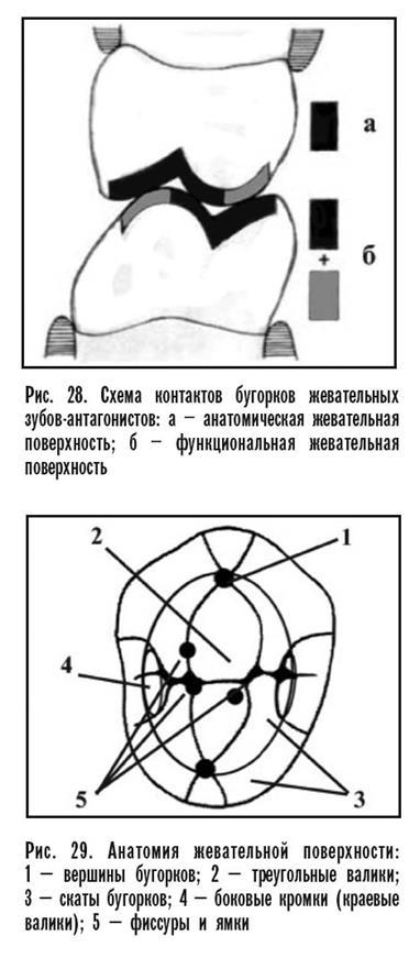 Схема окклюзионных контактов - 87 фото