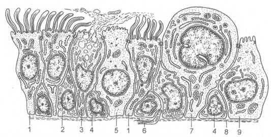 Слизистые клетки секрет. Локализация камбиальных клеток у разных видов эпителия.. Безреснитчатые клетки. Камбиальные клетки. Камбиальные клетки по типу локализации.