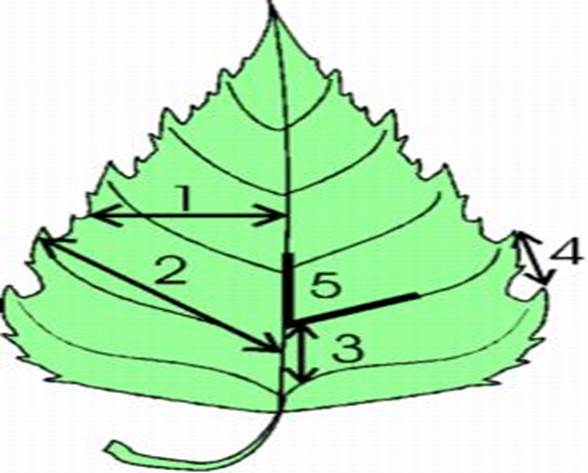 Параметры листьев. Замеры листьев. Длина второй жилки второго порядка от основания листа. Жилки первого и второго порядка. Параметр измерения листьев.