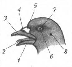 Осмотрите голову птицы обратите внимание. Строение головы птицы 7 класс биология. Строение голубиного клюва. Строение клюва голубя. Внешнее строение птицы голубь.