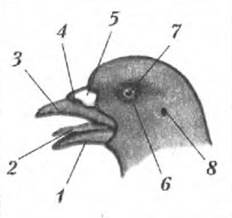 Осмотрите голову птицы обратите внимание