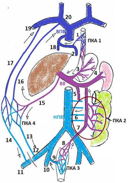 Нижняя полая вена печеночная вена. Портокавальные анастомозы анатомия. Анастомозы вен портокавальные. Нижняя полалая Вена анатомия. Нижняя полая Вена анатомия схема.