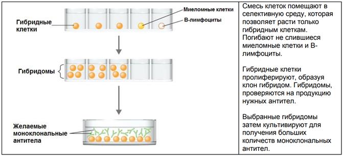 Получение гибридов на основе соединения клеток. Гибридомы для получения моноклональных антител. Гибридомный метод получения моноклональных антител. Этапы получения гибридом. Гибридные клетки.