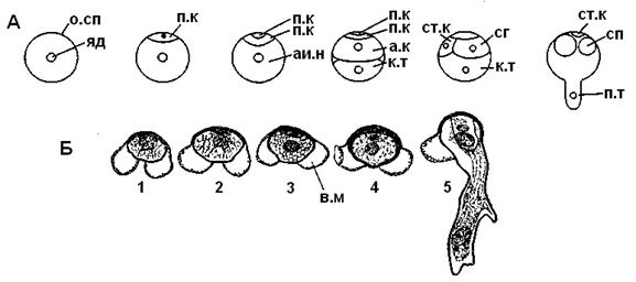 Клетки мужского гаметофита. Микроспорогенез голосеменных схема. Пыльцевое зерно сосны обыкновенной. Развитие и строение мужского гаметофита. Мужской гаметофит пыльцевое зерно.