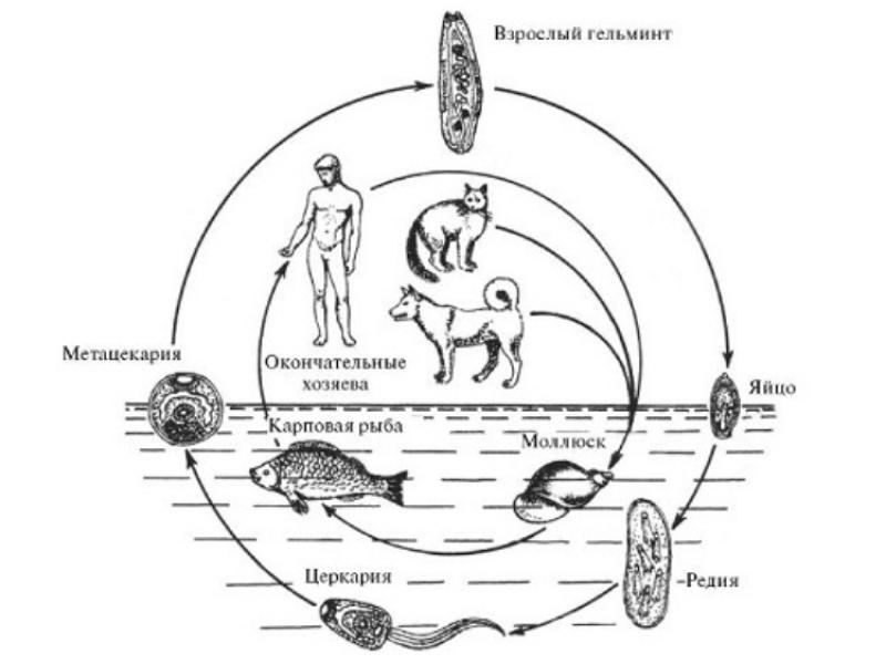 Может ли человек заразиться кошачьим сосальщиком. Жизненный цикл описторхоза схема. Opisthorchis felineus жизненный цикл. Жизненный цикл гельминтов описторхоз. Стадии жизненного цикла описторхоза.