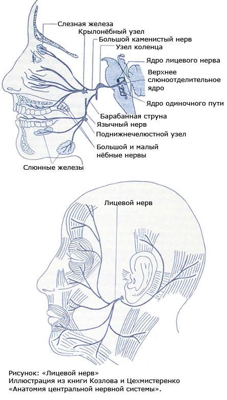 Лицевой языкоглоточный нерв
