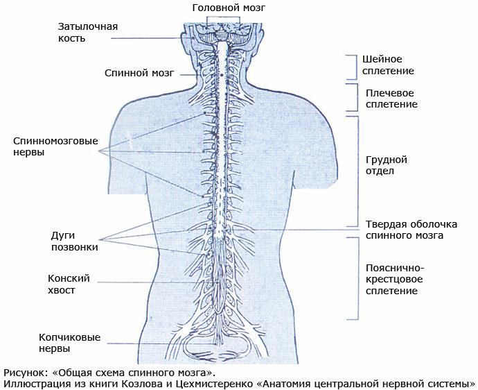 От спинного мозга отходит 31 пара. Сплетения спинномозговых нервов схема. Шейное сплетение спинномозговых нервов схема. Спинномозговые нервы 31 пара таблица. Спинной мозг шейный отдел анатомия.